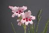 <em>Gladiolus carneus</em>